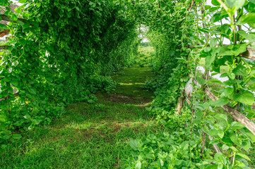 Green Vegetable Plant tunnel