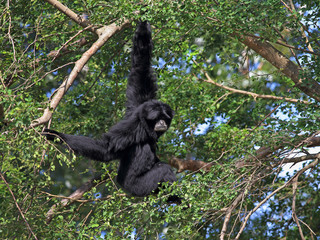 Fototapeta premium siamang