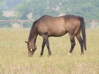 Horse Grazing