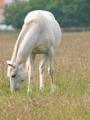 Grey Horse Grazing
