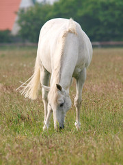 Grey Horse Grazing