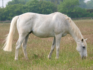 Obraz premium Grey Horse Grazing