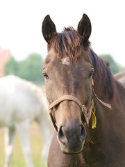 Black Horse Head Shot