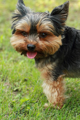 Yorkshire terrier