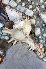 shell and stone texture