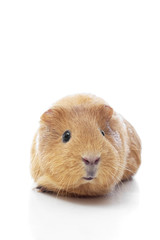 red guinea pig