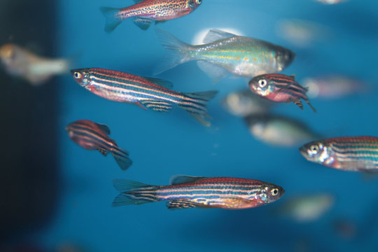 Fototapeta Zebrafish (Danio rerio) aquarium fish