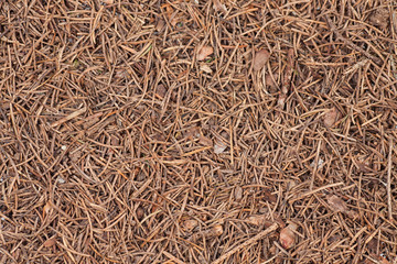 Pine needles texture, background