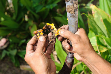 Ginger farming