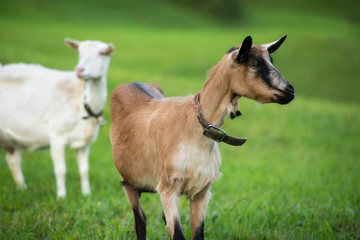 Zwei Ziegen auf einer Alm