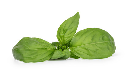 fresh green basil top leaves