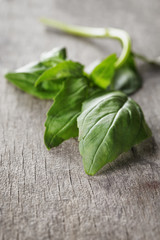 fresh green basil top leaves