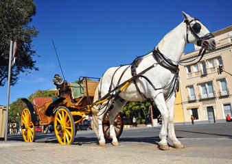 Naklejka na ściany i meble White horse with carriage for tourists, Sevilla, Spain