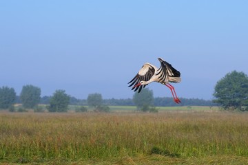 White stork (Ciconia ciconia), the region Ponidzie, Poland