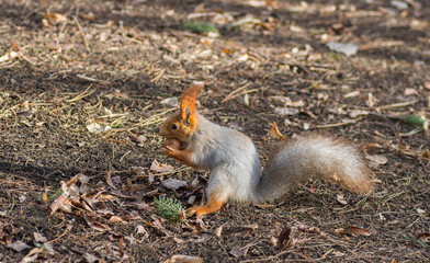 Eurasian red squirrel found walnut on the ground