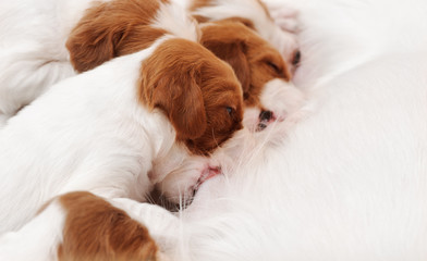 small puppies sucking milk from bitch