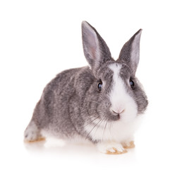 Rabbit on white background