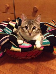 Gatto
