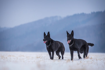 male black German Shepherd