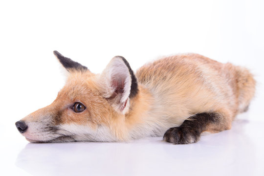 Red Fox Isolated