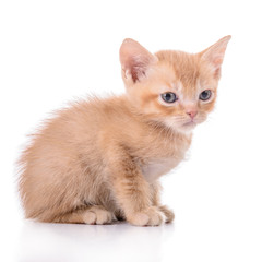 Fototapeta premium Scottish red kitten