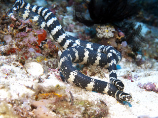 Banded sea krait