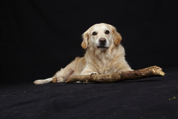 Golden Retriever mit Stock