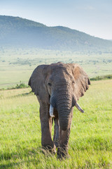 Obraz premium African Elephant