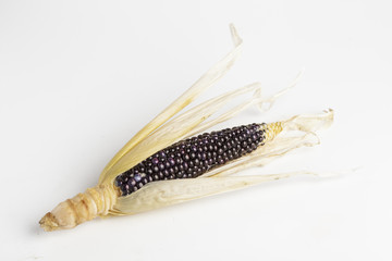 Cob of black-blue corn © ramoncin1978