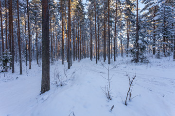 Winter forest with road covered with snow