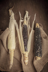 Cob of black-blue corn