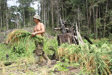 R&eacute;colte traditionnelle du riz