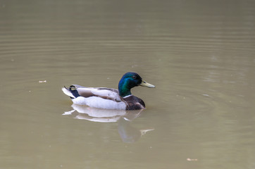 duck in a dirty water