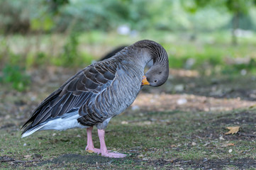 goose in a park