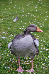 duck on a grass