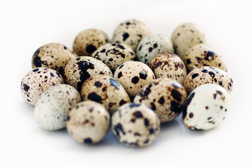 Quail eggs on white background
