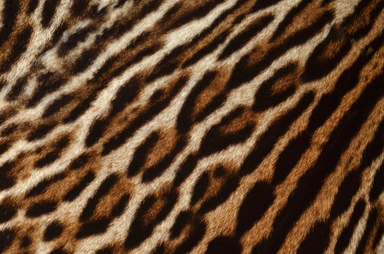 particolare di pelliccia di ocelot