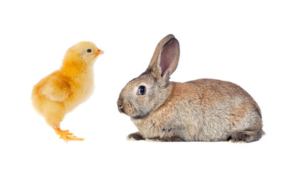 Yellow chicken and brown rabbit