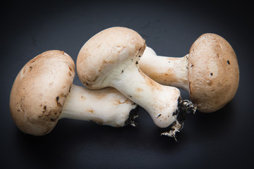 Funghi