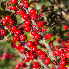 Red Berry Branch