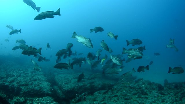 sea of cortez groupers