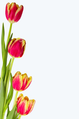 Red tulips isolated on white background