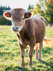 Naklejka na ściany i meble Young bull in a pasture at sunset.