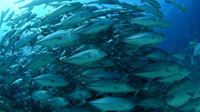 Trevally baitball