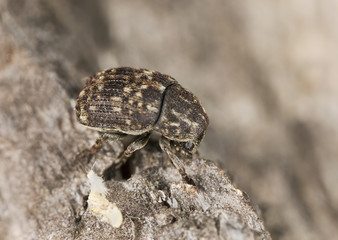 Anthribus nebulosus on wood, macro photo