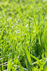 Obraz premium Green grass with dew drops