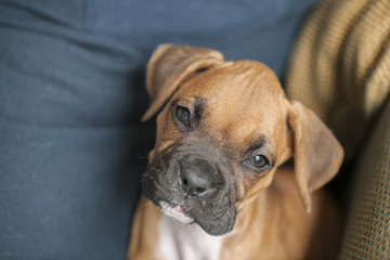 Puppy Boxer Dog