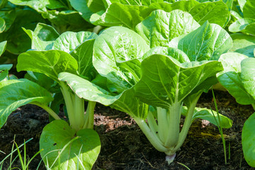 bok choy (chinese cabbage)