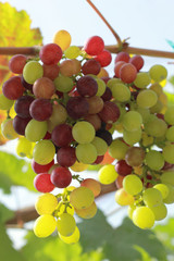 fresh grapes in the vineyard