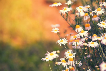 Wild daisies in the grass
